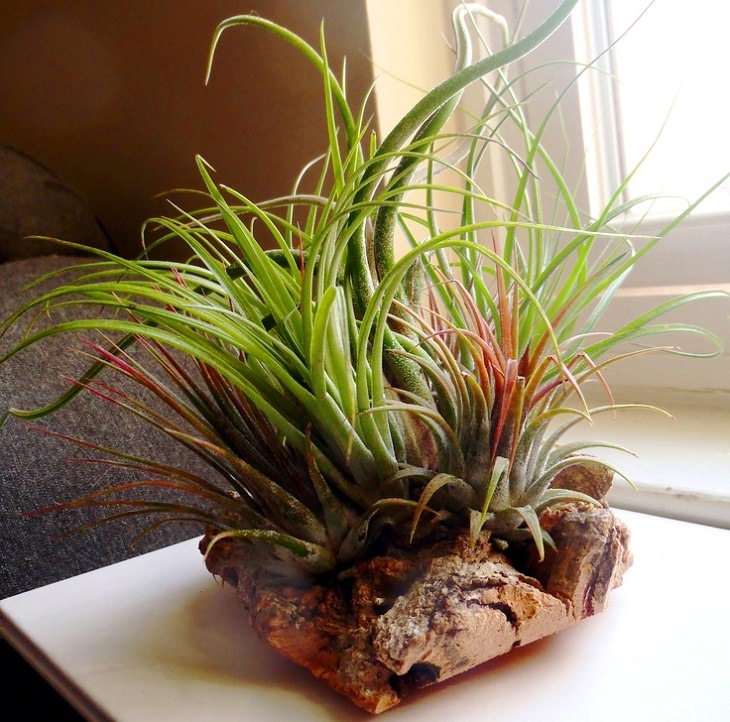 6 Plants to Decrease Indoor Humidity