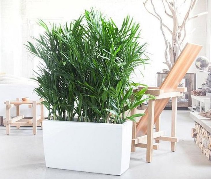 6 Plants to Decrease Indoor Humidity