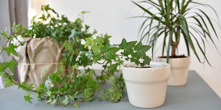 6 Plants to Decrease Indoor Humidity