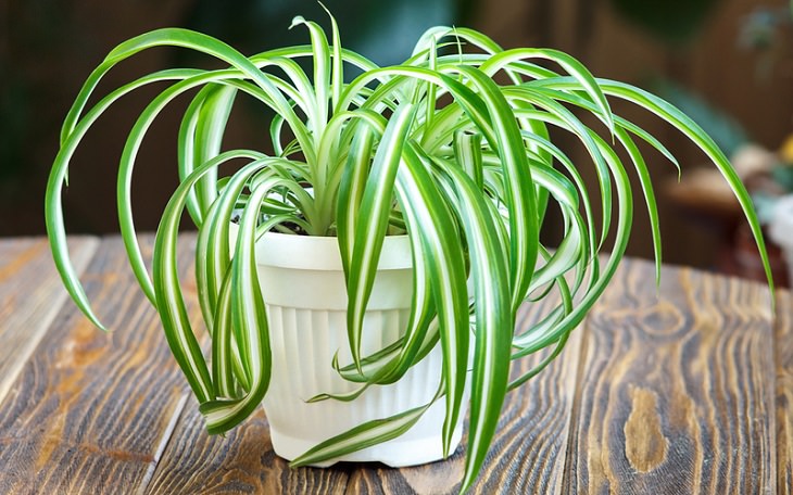 6 Plants to Decrease Indoor Humidity