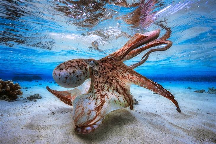 Underwater Photography Contest 2017