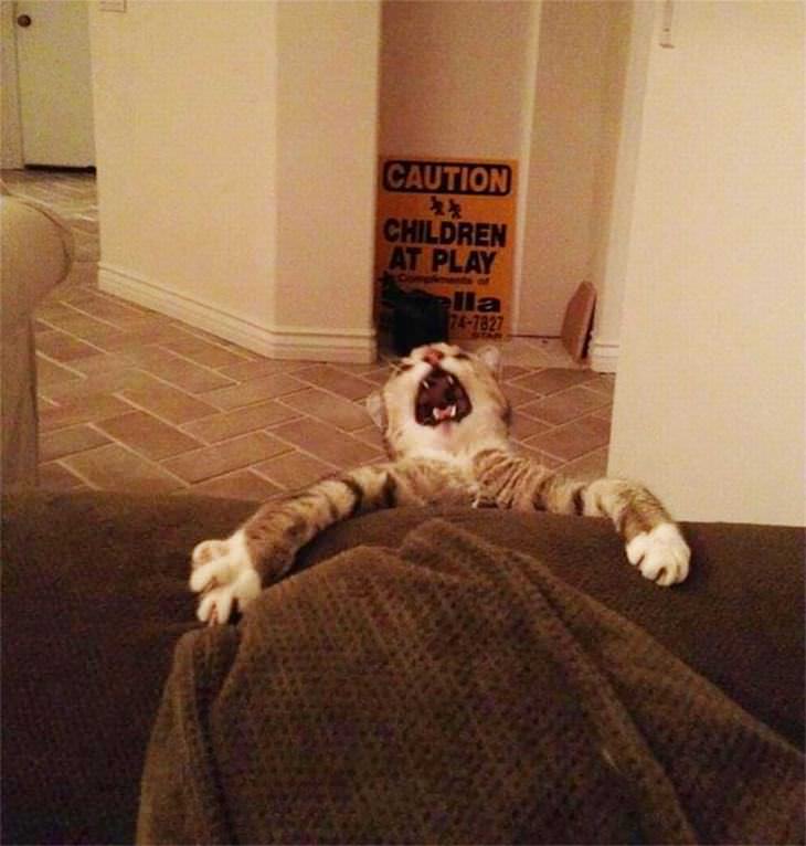 Hilarious Cat Expressions