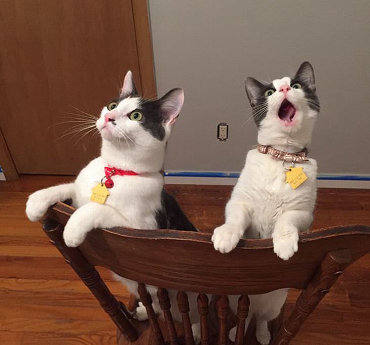 Hilarious Cat Expressions