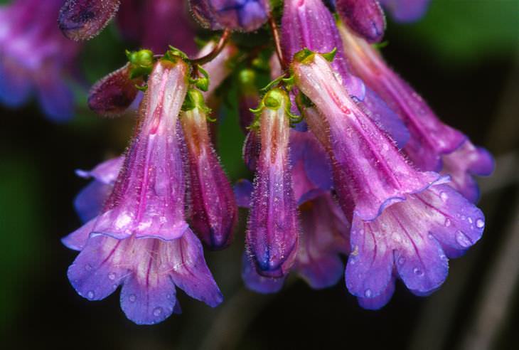 low maintenance flowers