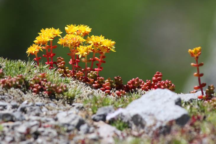 low maintenance flowers