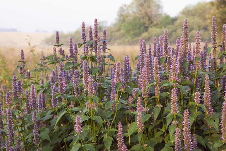 low maintenance flowers