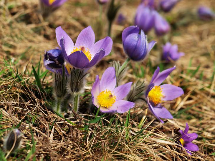 low maintenance flowers