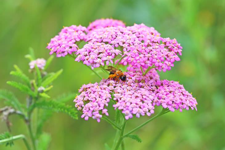 low maintenance flowers