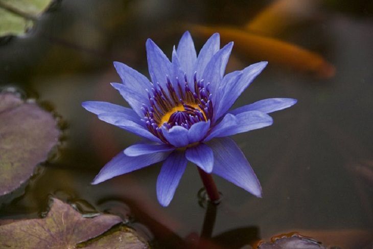 Lotus Flower Guide: Blue Lotus