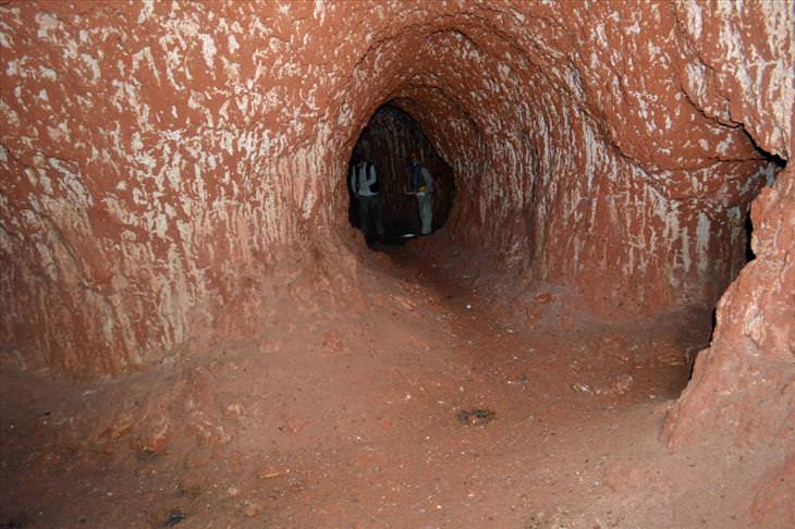 sloth-tunnels