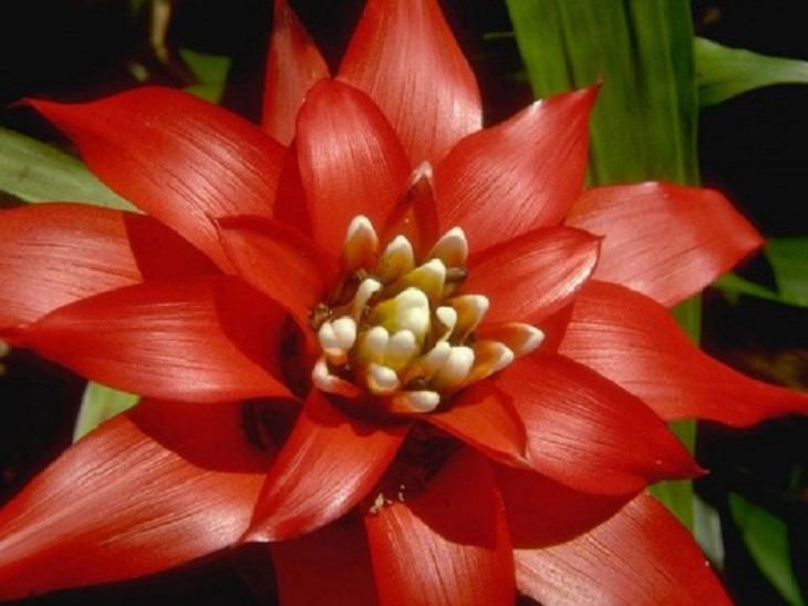 Lotus Flower Guide: Red Lotus