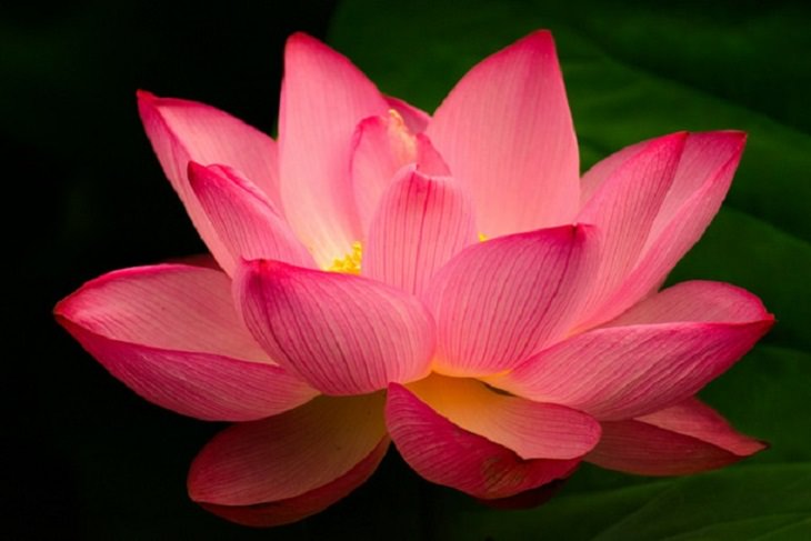 Lotus Flower Guide: Pink Lotus