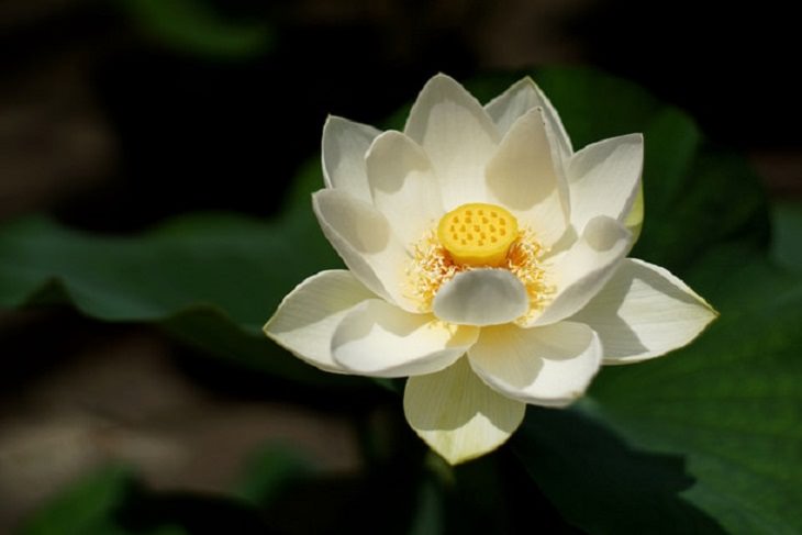 Lotus Flower Guide: White Lotus