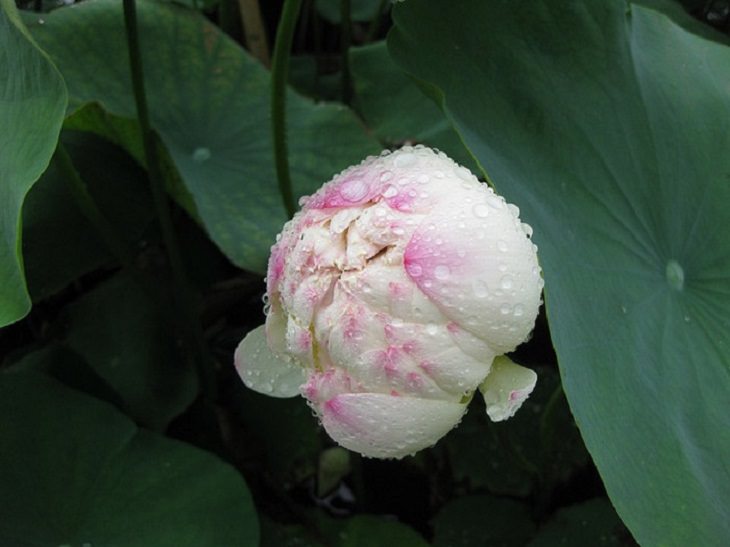 Lotus Flower Guide
