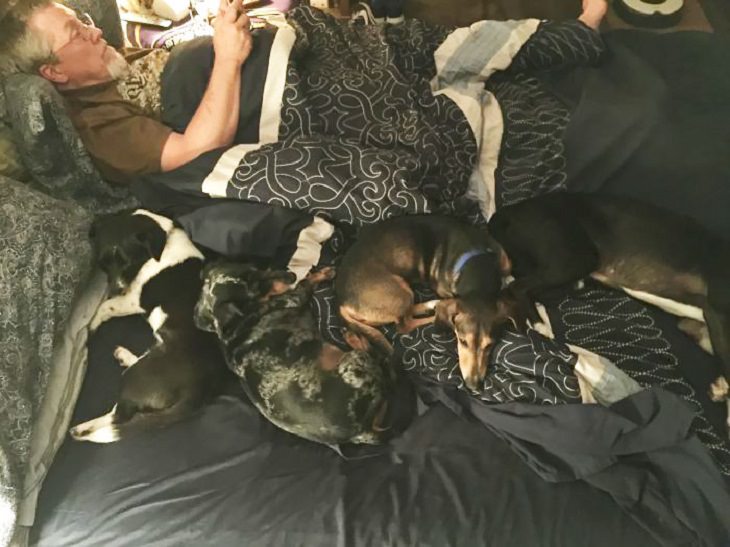 What Life Is Like When You Have More Than One Dog