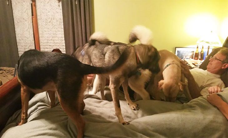 What Life Is Like When You Have More Than One Dog