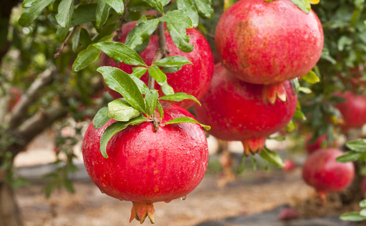 Science Has Shown How Amazing Pomegranates Really Are