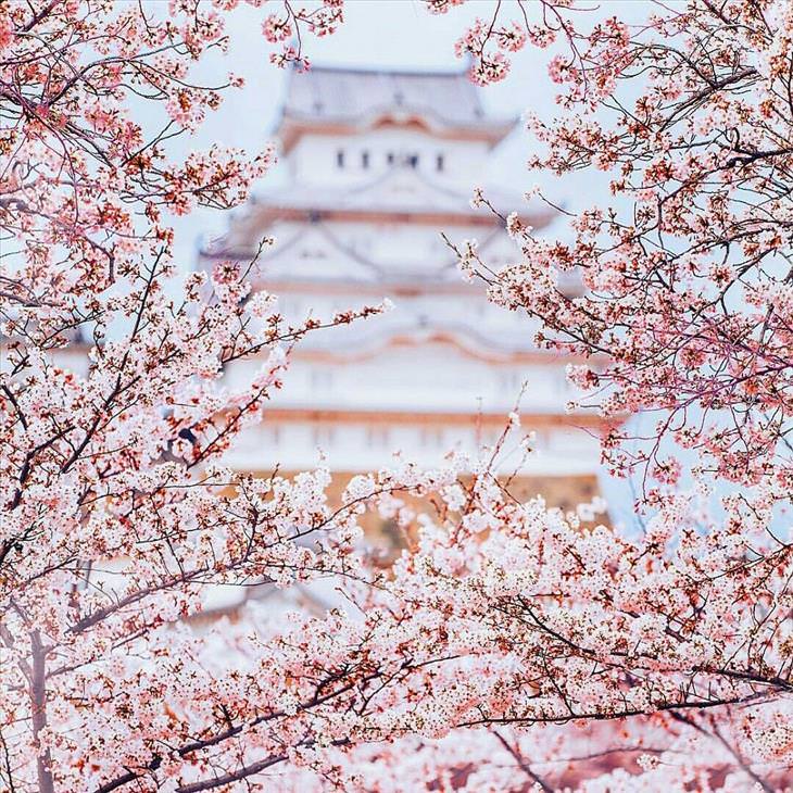 Japan During the Cherry Blossom