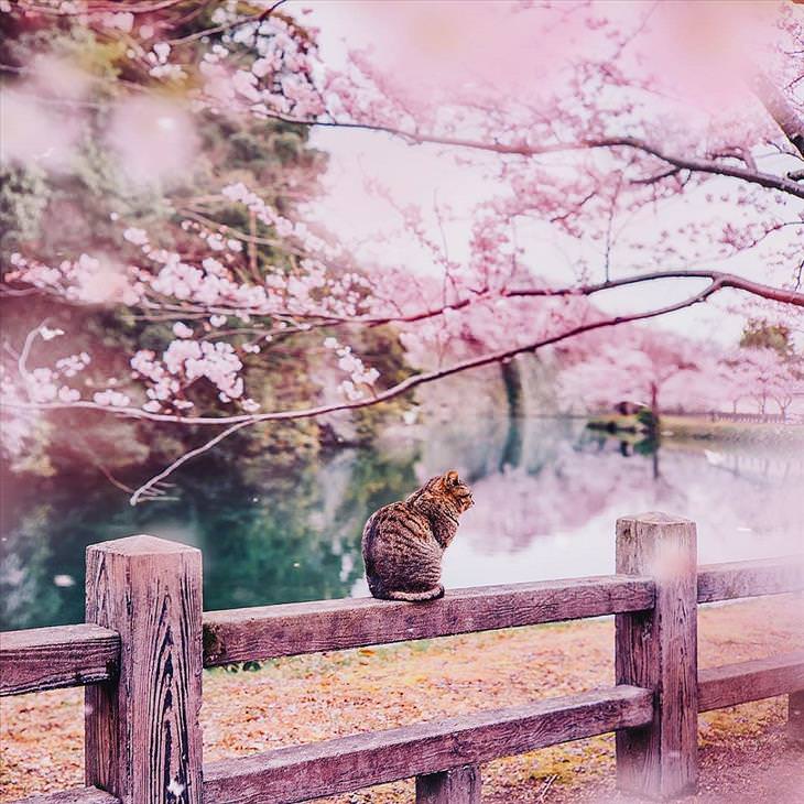 Japan During the Cherry Blossom