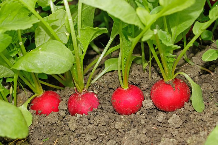 Tips for the Perfect Vegetable Garden