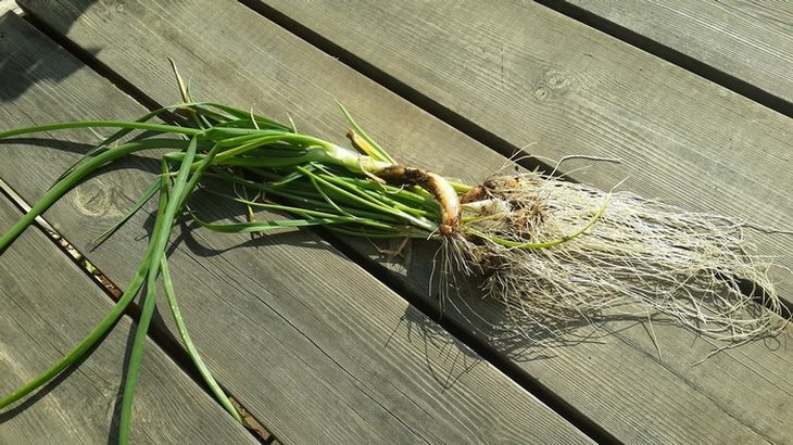 garden-vegetables-fruit