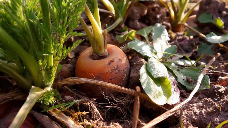 garden-vegetables-fruit