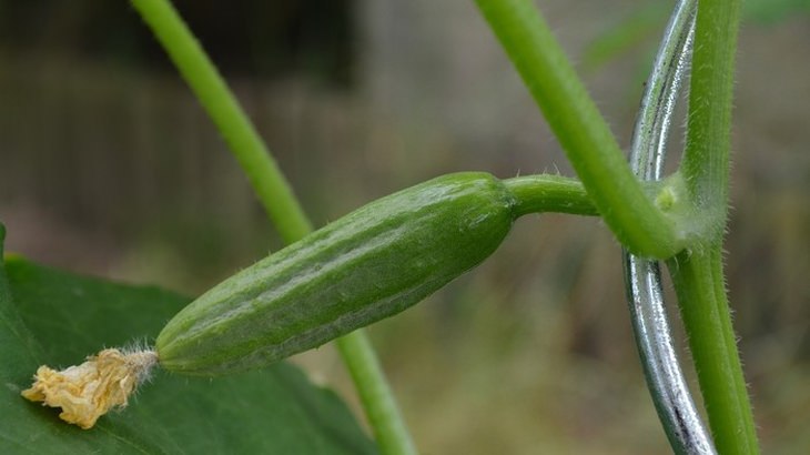 garden-vegetables-fruit