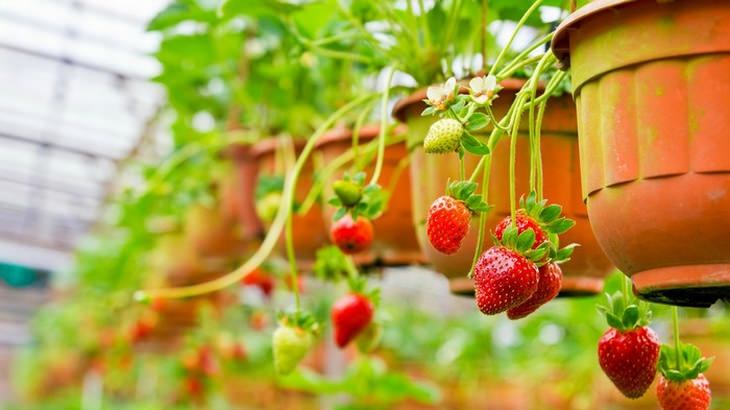 garden-vegetables-fruit