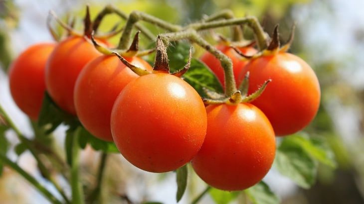 garden-vegetables-fruit