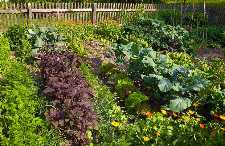 Tips for the Perfect Vegetable Garden