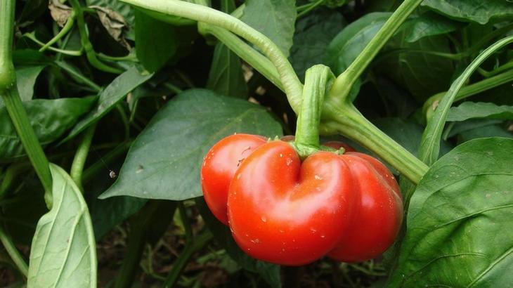 garden-vegetables-fruit