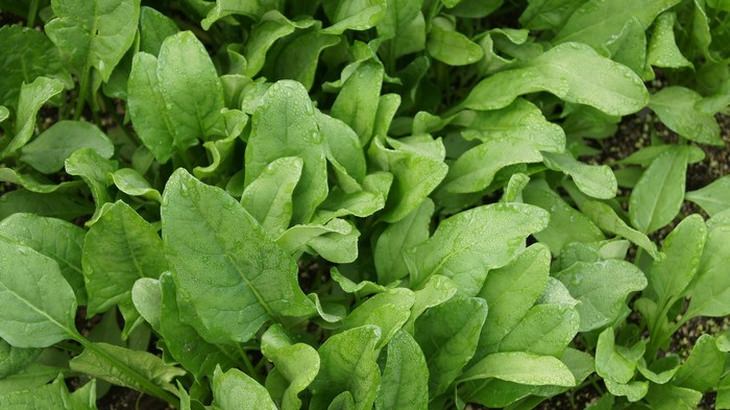 garden-vegetables-fruit