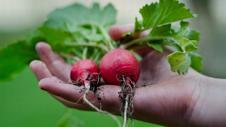 garden-vegetables-fruit