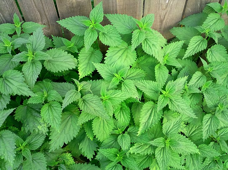 8 Health Benefits of Stinging Nettles That'll Amaze you