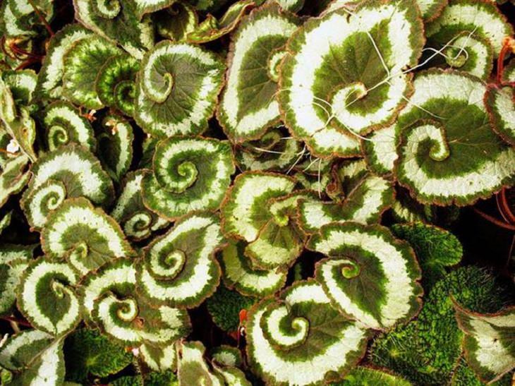 The Beauty of Natural Fractals