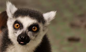 Lemur