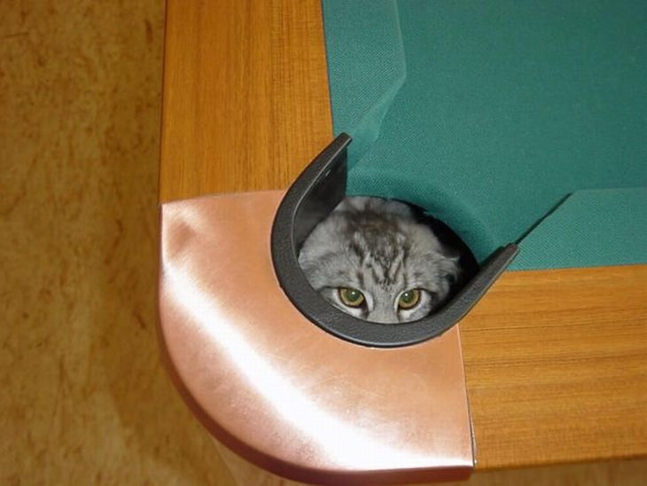 14 of the Best Cat Fails Ever