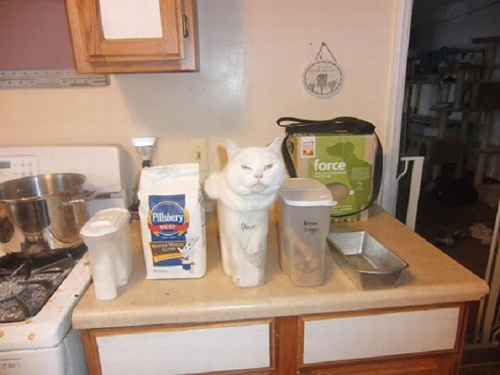 14 of the Best Cat Fails Ever