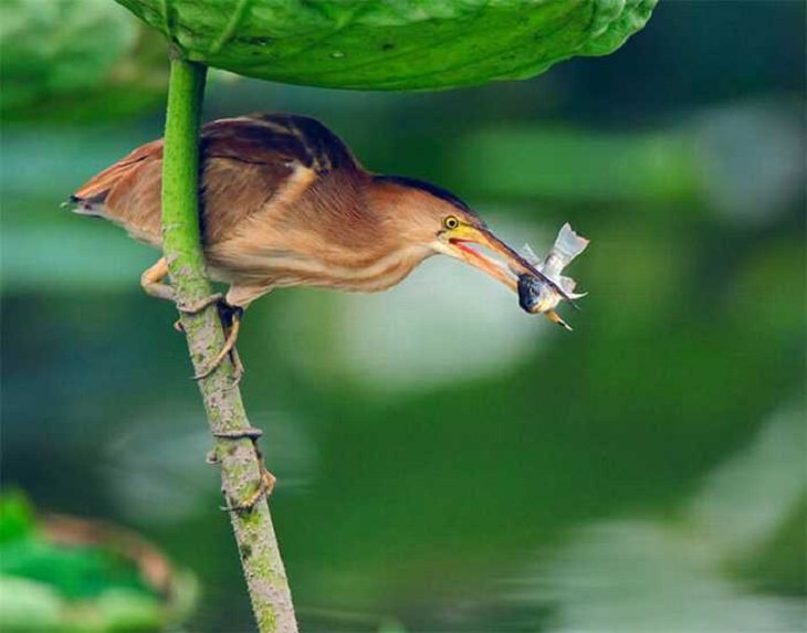 The Incredible and Beautiful Birds of Taiwan