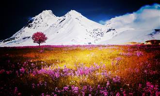 Mountains and flowery field
