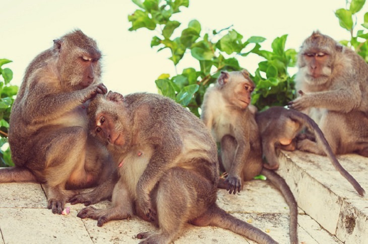 Monkeys Holding Tourists to Ransom