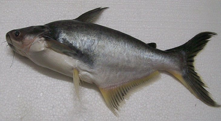 9 Types of Fish You Shouldn't Consume