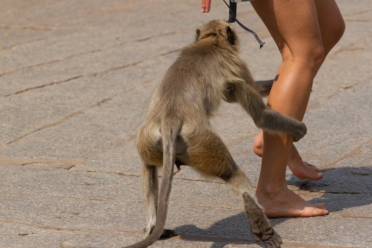 Monkeys Holding Tourists to Ransom