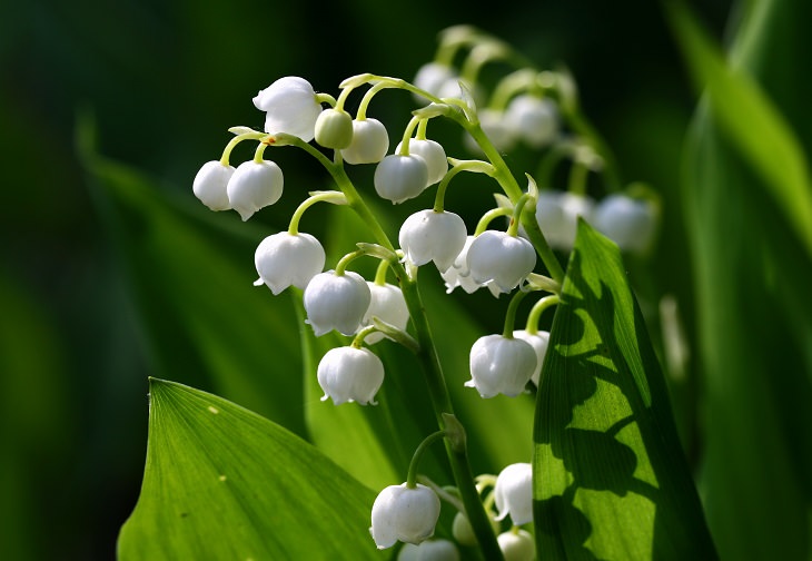 10 Common Poisonous Flowers