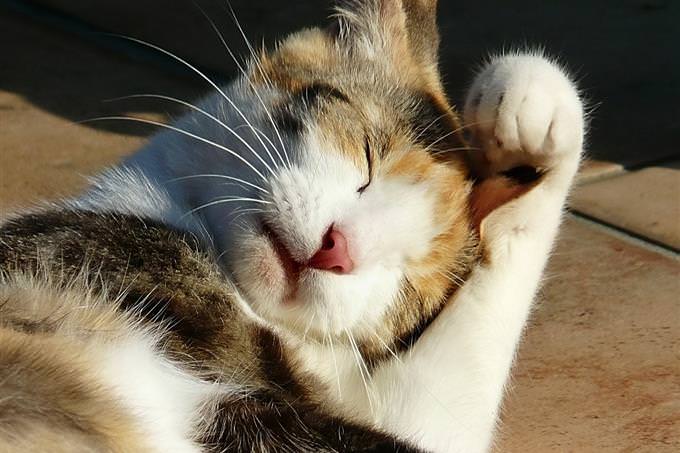 Cat sleeping in sunlight