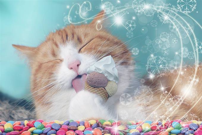 Cat eating ice cream