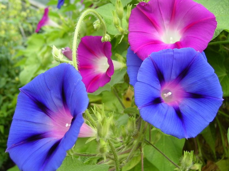 10 Common Poisonous Flowers