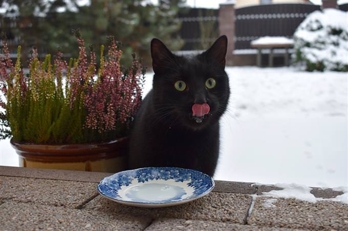 cat licking its nose near milk bowl