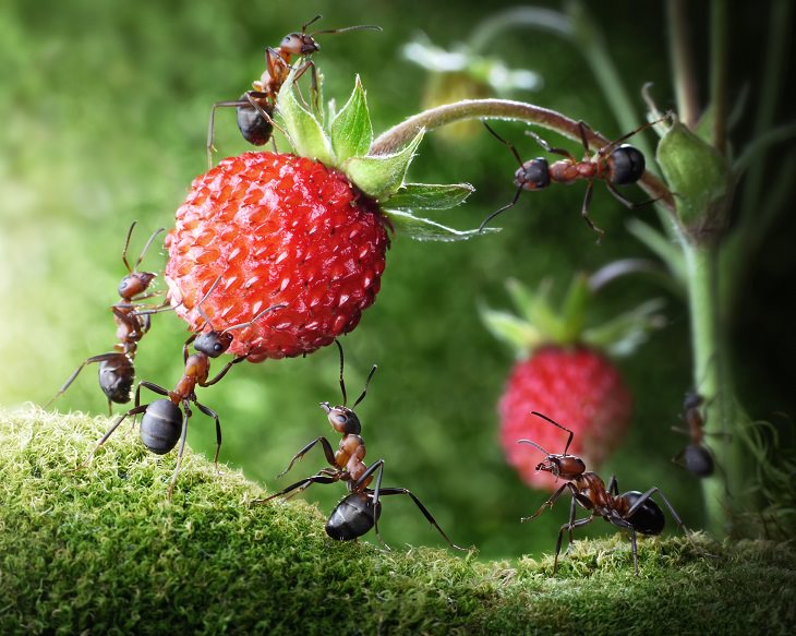 8 Ways to Use Baby Powder in the Garden