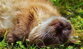 cay lying on the grass
